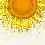 The contour drawing flower sunflower. Can be used as background for invitation cards.