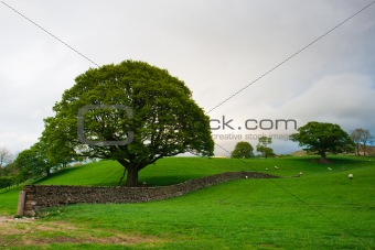 In Yorkshire Dales National Park