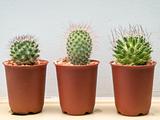 Three small cactus plant