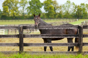Horse on a farm 