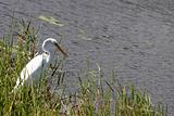 An egret by the water