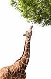 Giraffe takes food, isolated