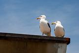 Two sea gulls on board the ship