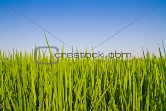 Rice leaves and blue sky