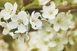 Apple blossoms in Spring  