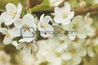 Apple blossoms in Spring  