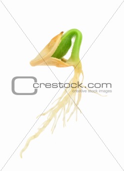 Pumpkin plant growing from seed, isolated on white