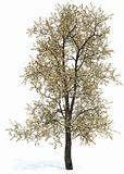 Oak tree - Quercus borealis (Rubra)