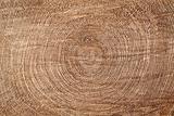 Tree stump texture