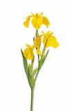 Stem and flowers of Iris pseodacorus