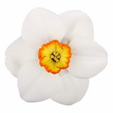 Single flower of a daffodil cultivar against a white background