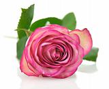 pink rose 