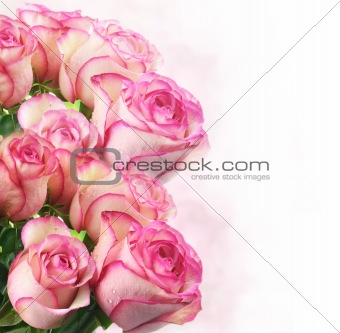 pink fresh roses 