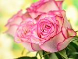 fresh pink roses 