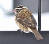 Sparrow in a winter 