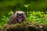 Hedgehog showing teeth