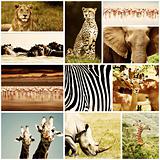 African Animals Safari Collage 