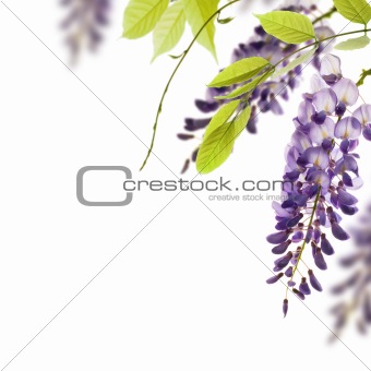 wisteria white background - border