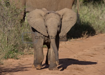 Baby African Elephant with attitude
