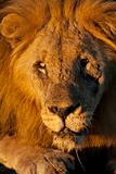 Portrait of an old male lion in the Madikwe Game Reserve, South Africa