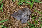 Dry Brown Maple Leaf