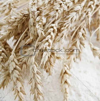 Wheat ears on the table with flour