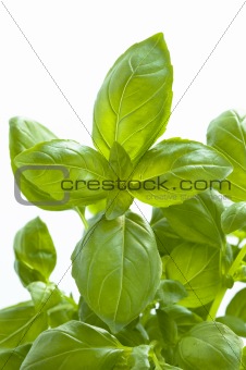 growing basil leaves against white