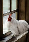 White rooster 