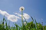 old dandelion in green grass