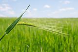 green wheat in field