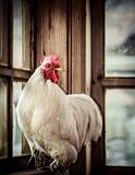 Farm white rooster
