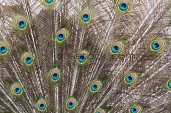 Peacock's tail