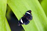 Tropical black butterfly