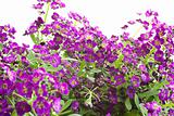 wild purple flowers