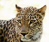 Closeup of Leopard looks forward