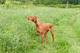 Vizsla Dog (Hungarian Pointer) Pointing in a Field