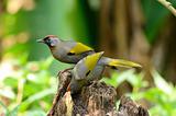 chestnut-crowned laughingthrush
