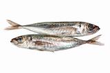 Two raw mackerel. On a white background.