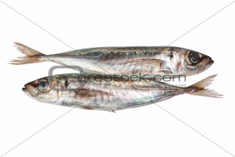 Two raw mackerel. On a white background.