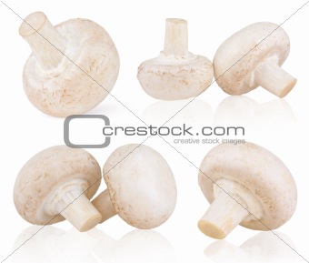 Set of fresh mushroom champignons