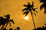 Silhouettes of Palm trees against the sun
