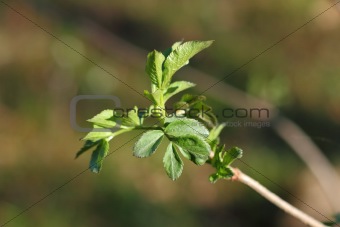 Young leaves in spring