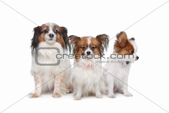 three Papillon dogs