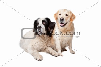 Landseer dog and a labrador retriever