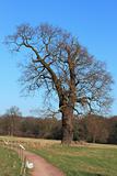 Solitary oak