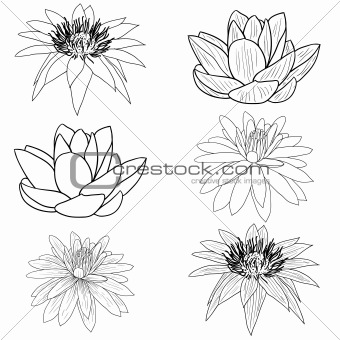 Oriental lotus - a flower 