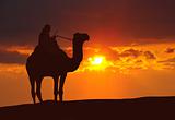 Camel on desert during sunset