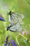 A mating pair of black-veined white butterflies (Aporia crataegi
