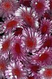 Chrysanthemum Swirl