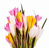 Bunch of beautiful brightly colored Crocus flowers